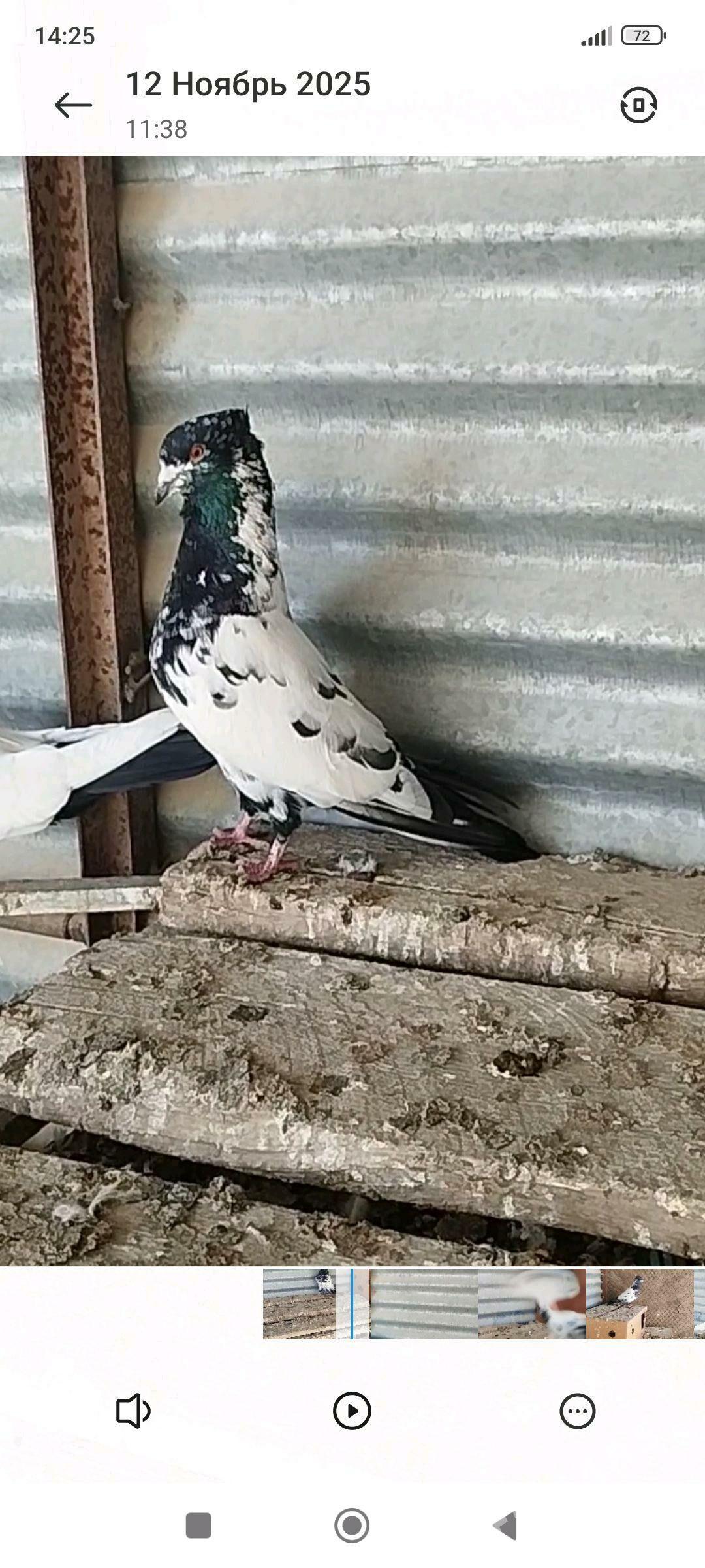 kepder - Мары - img 2