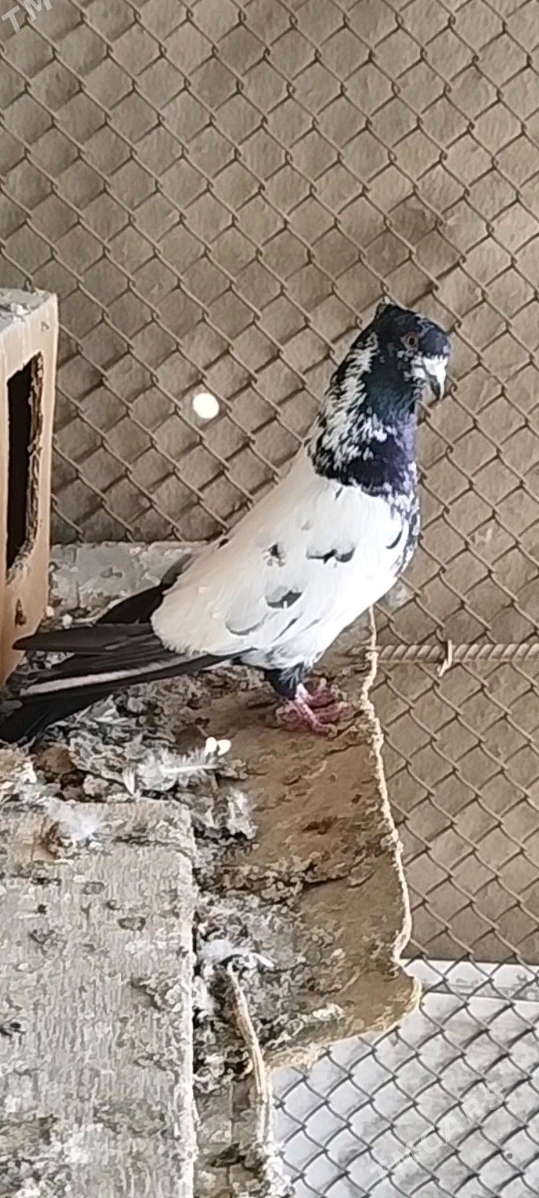 kepder - Мары - img 1