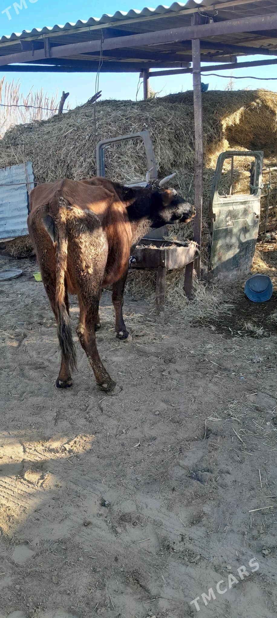 bogaz sygyr - Векильбазар - img 5