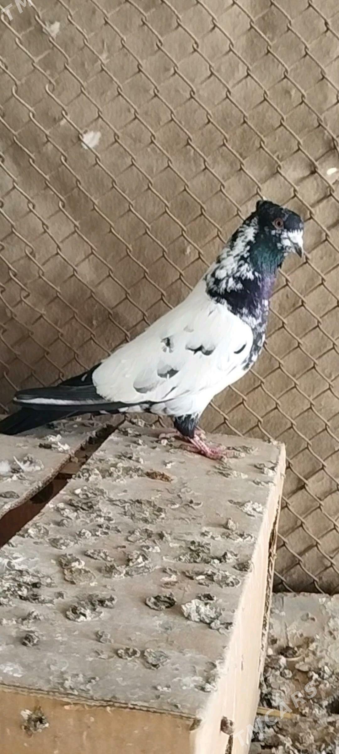 kepder - Мары - img 4