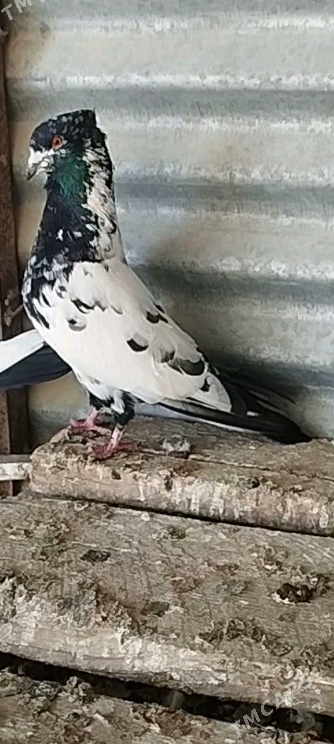 kepder - Мары - img 3