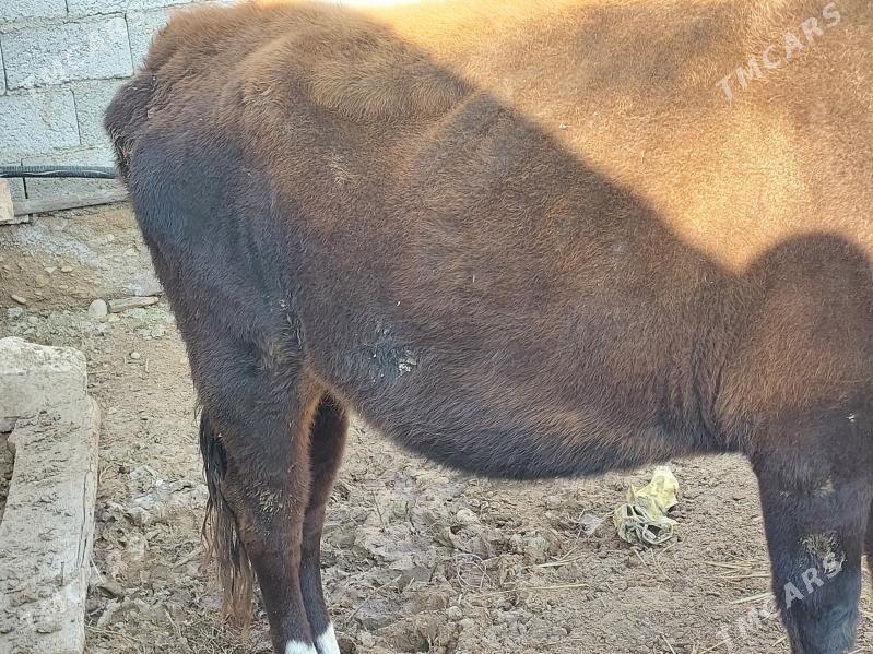 sygyr - Balkanabat - img 3