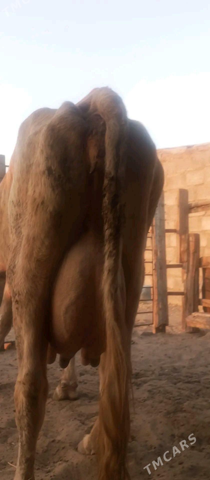 goleli sygyr - Балканабат - img 4