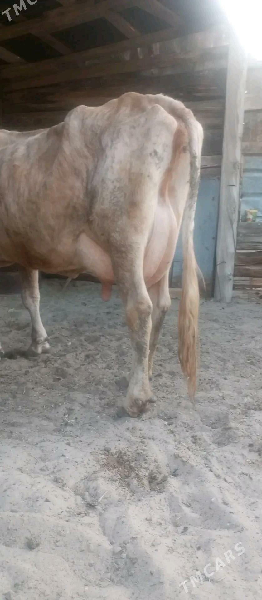 goleli sygyr - Балканабат - img 3