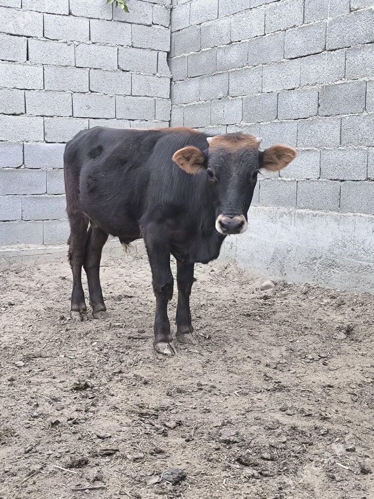 Öküz - Bäherden - img 2