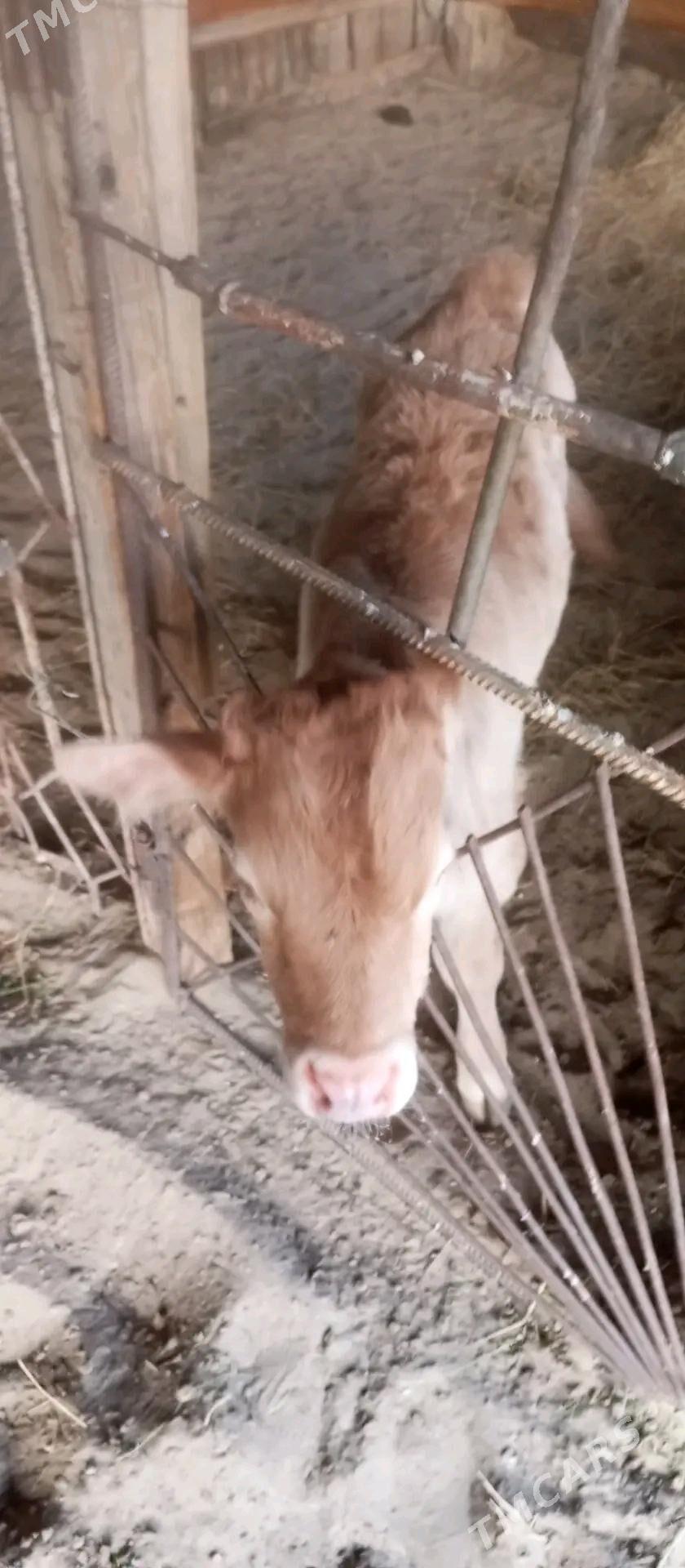 goleli sygyr - Балканабат - img 5