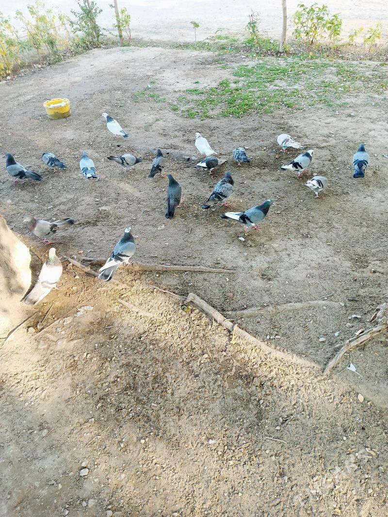 Kepderi - Балканабат - img 2