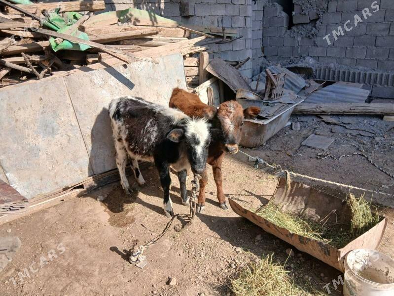 gole twe - Aşgabat - img 4