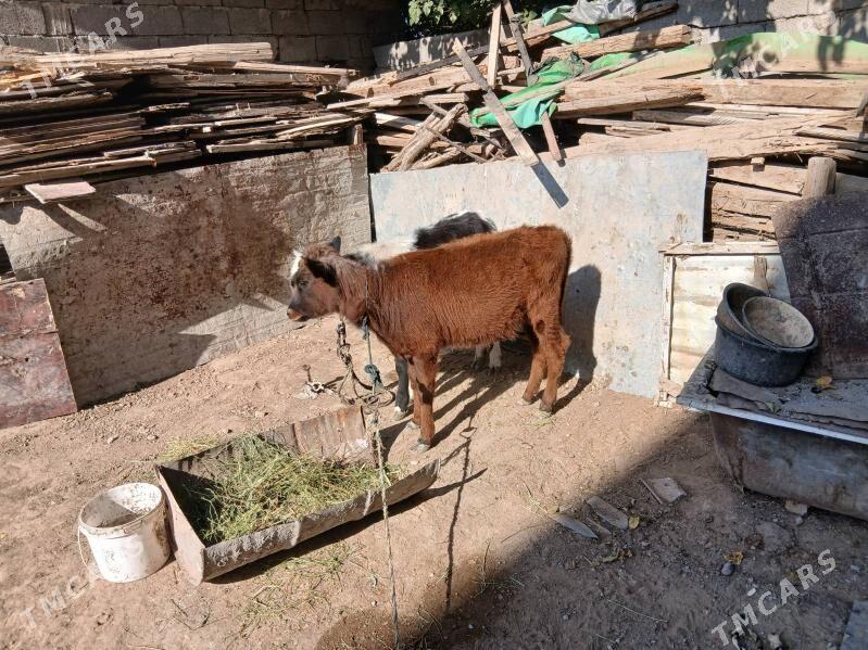 gole twe - Aşgabat - img 5