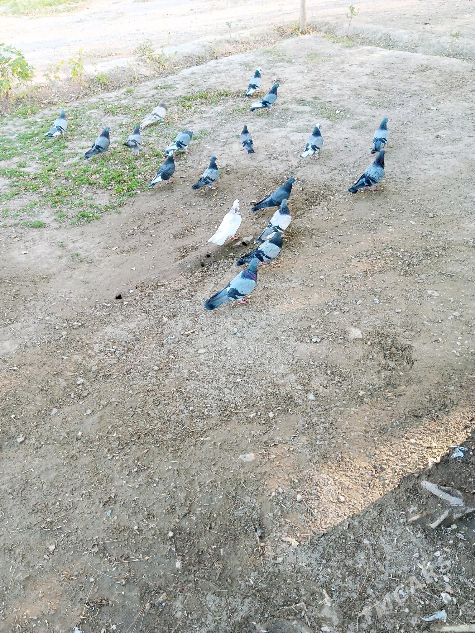 Kepderi - Балканабат - img 1