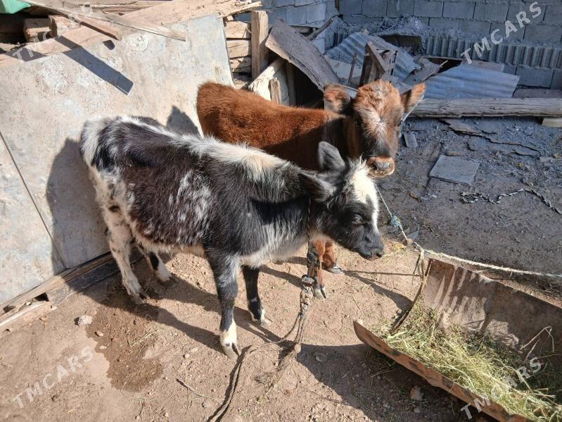 gole twe - Aşgabat - img 2