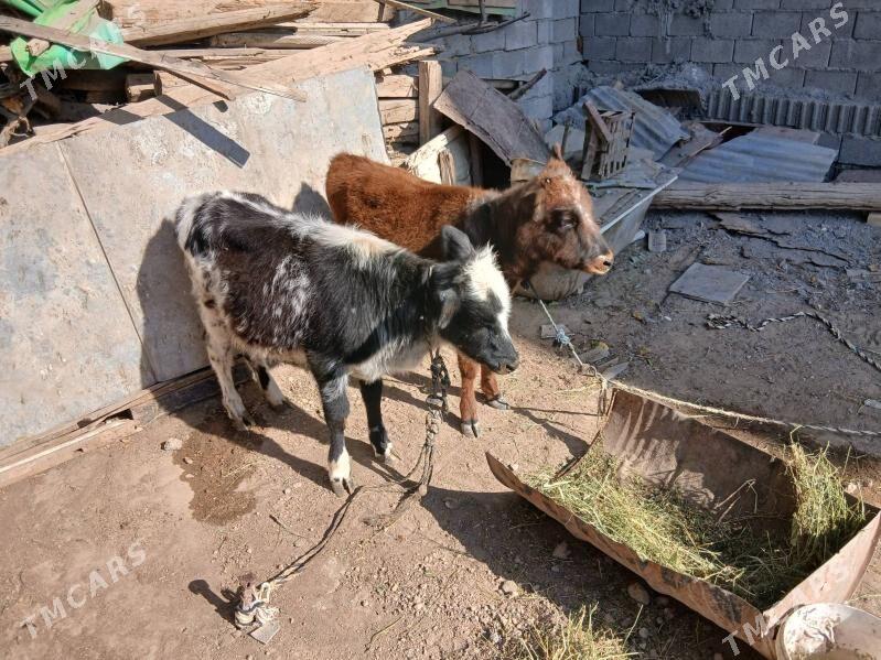 gole twe - Aşgabat - img 3