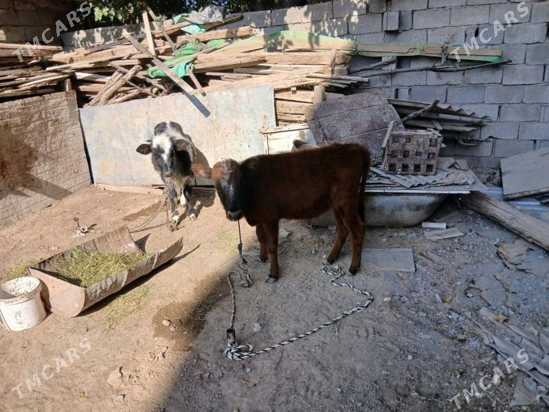 gole twe - Aşgabat - img 1