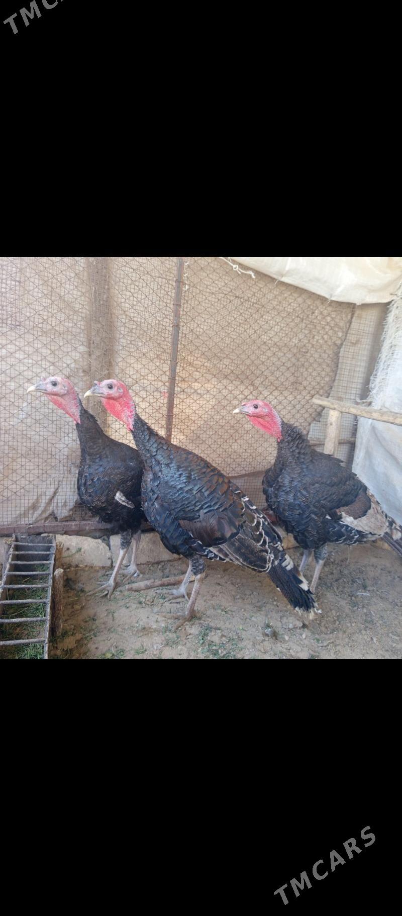 ERKEK INDUK - Сакарчага - img 2