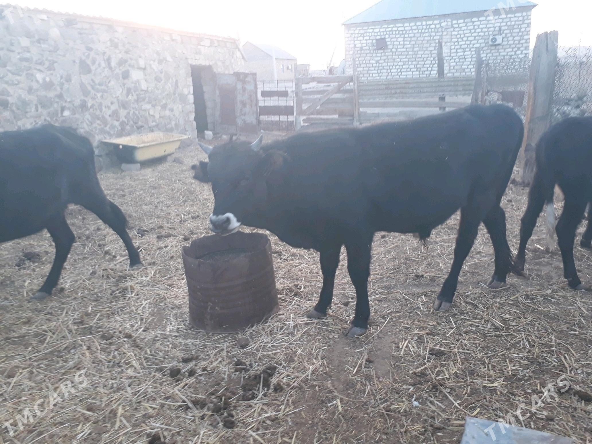 öküz - Bereket - img 1