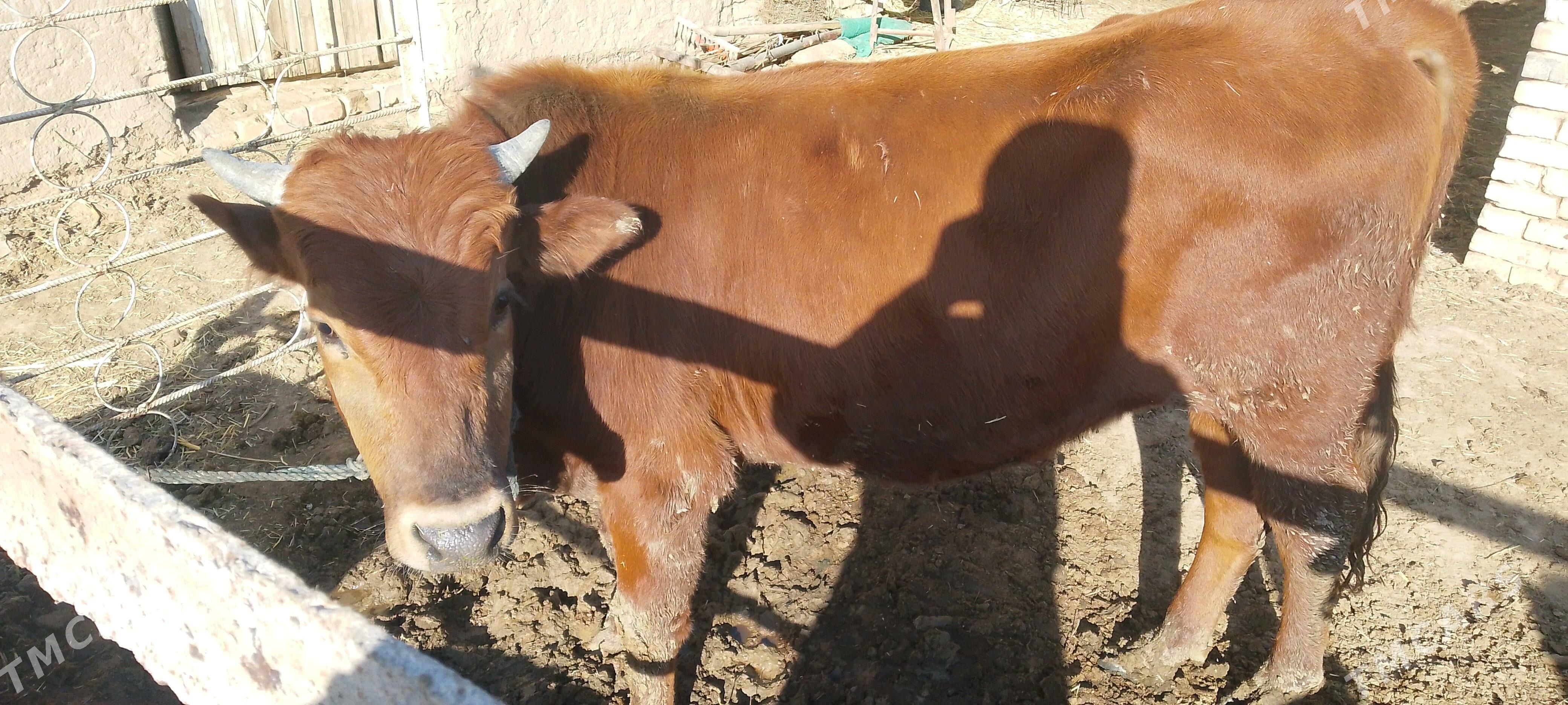 okuzler - Байрамали - img 1