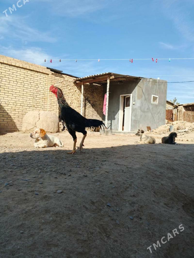 horaz baysy - Байрамали - img 2