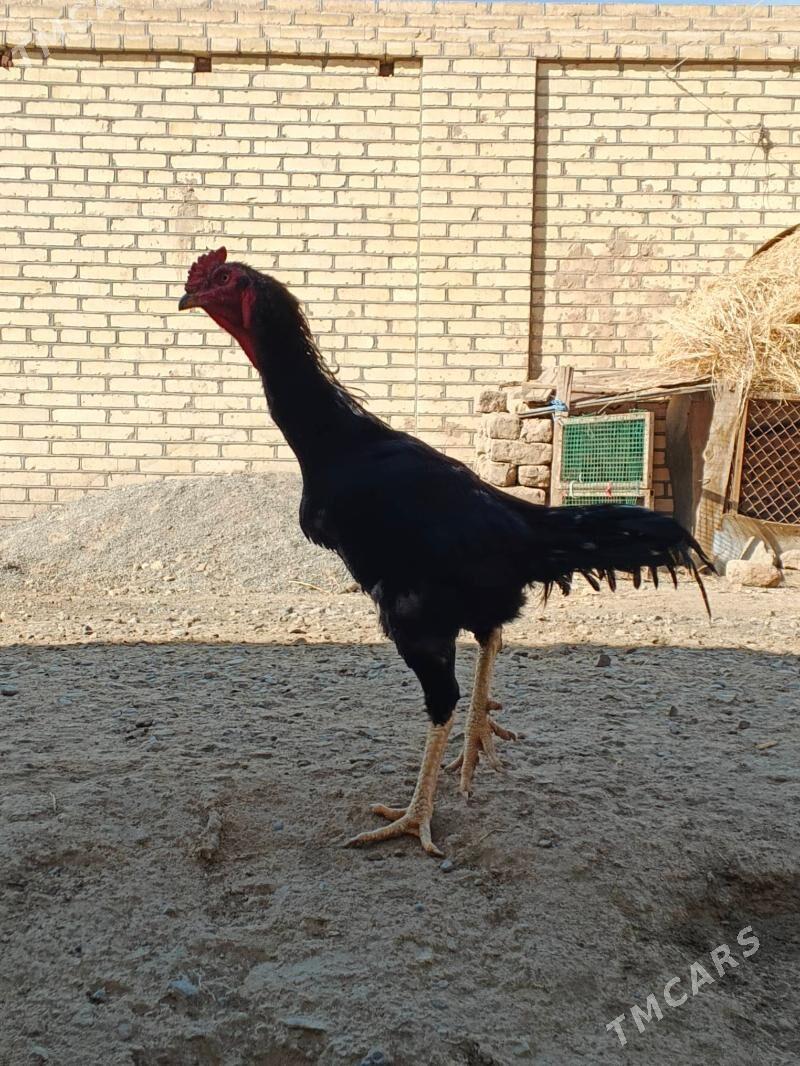 horaz baysy - Байрамали - img 1