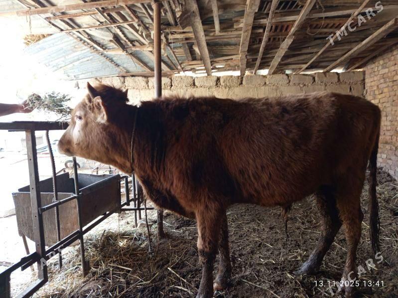 öküzler - Туркменабат - img 5