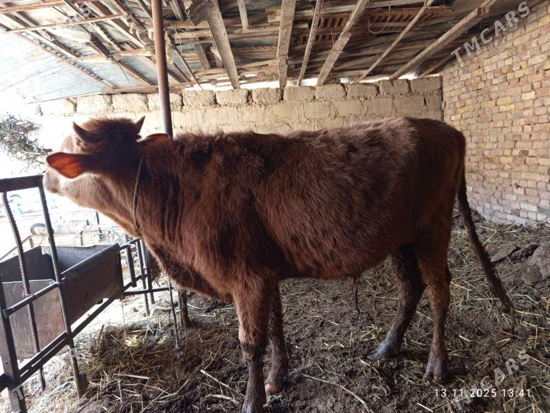 öküzler - Туркменабат - img 7