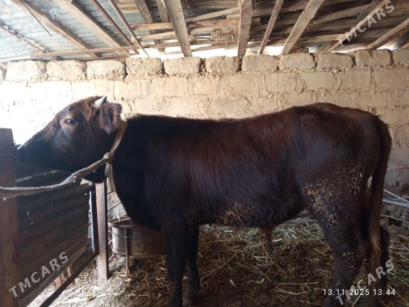 öküzler - Туркменабат - img 4