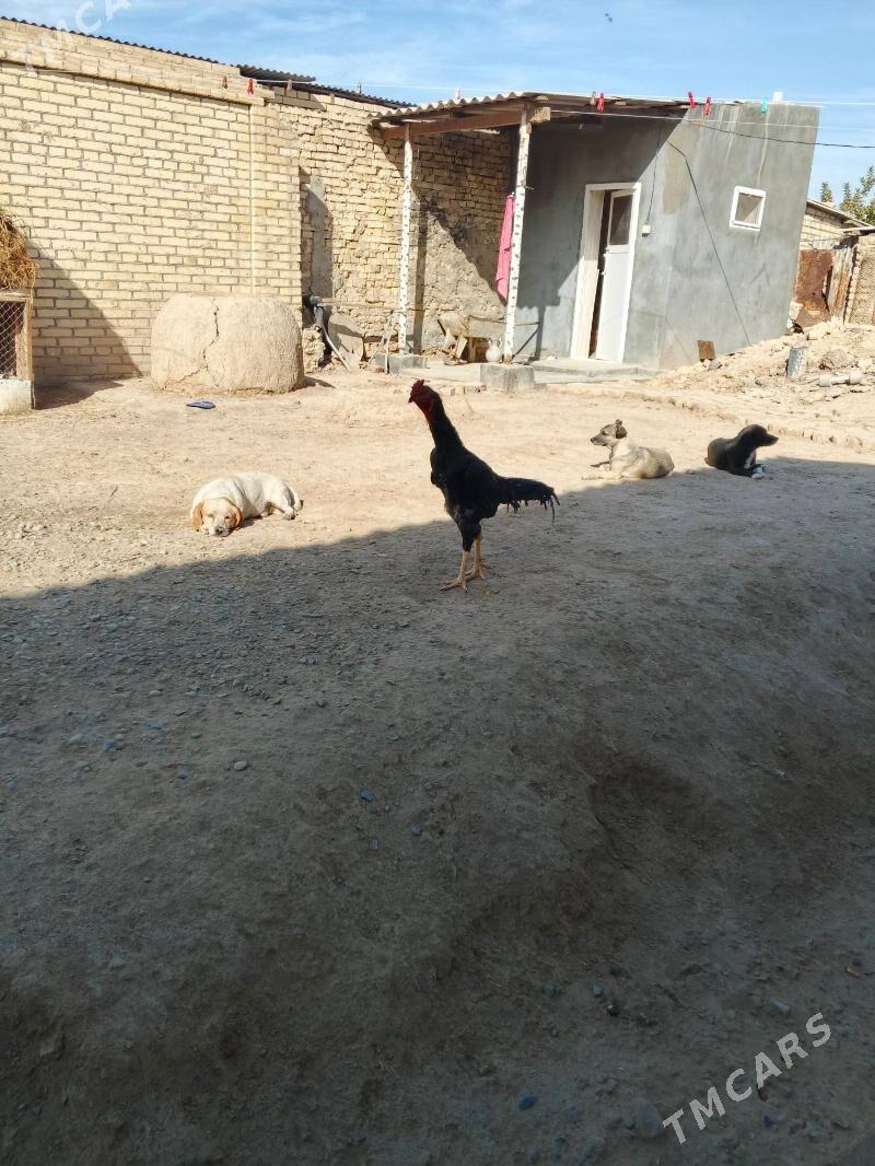 horaz baysy - Байрамали - img 3