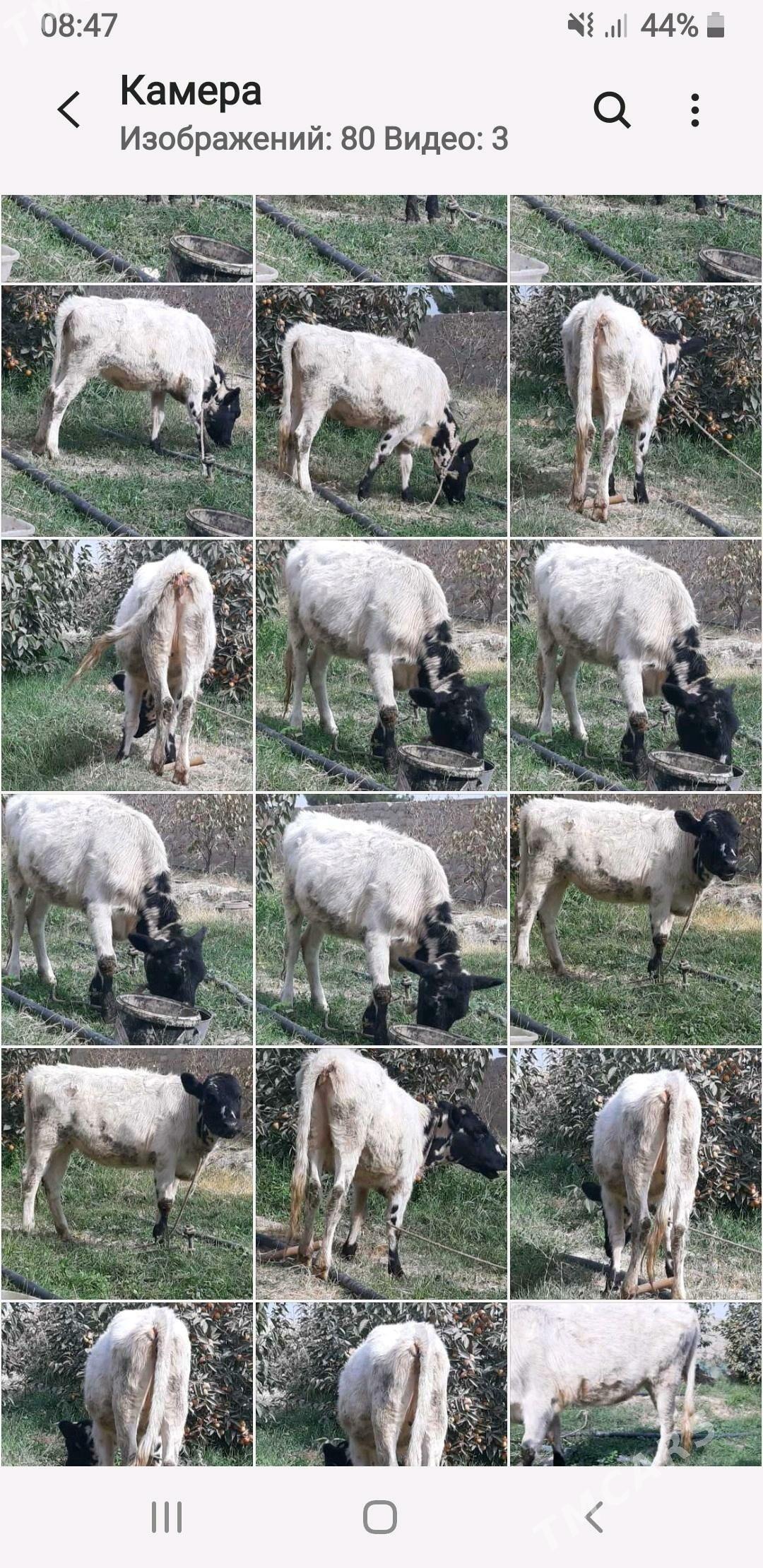 Tüwe - Gökdepe - img 1