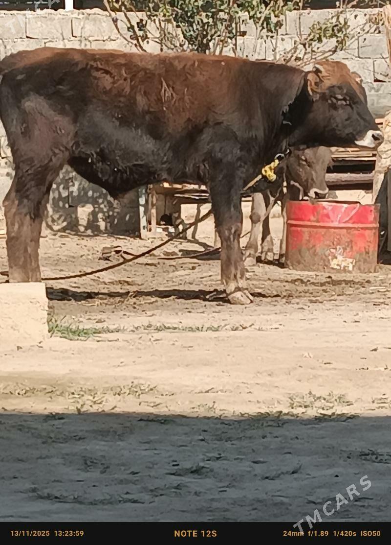 şwes öküz - Бузмеин - img 1