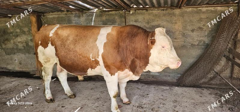 Okuz - Gökdepe - img 1