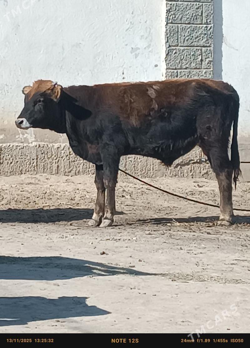 şwes öküz - Бузмеин - img 2