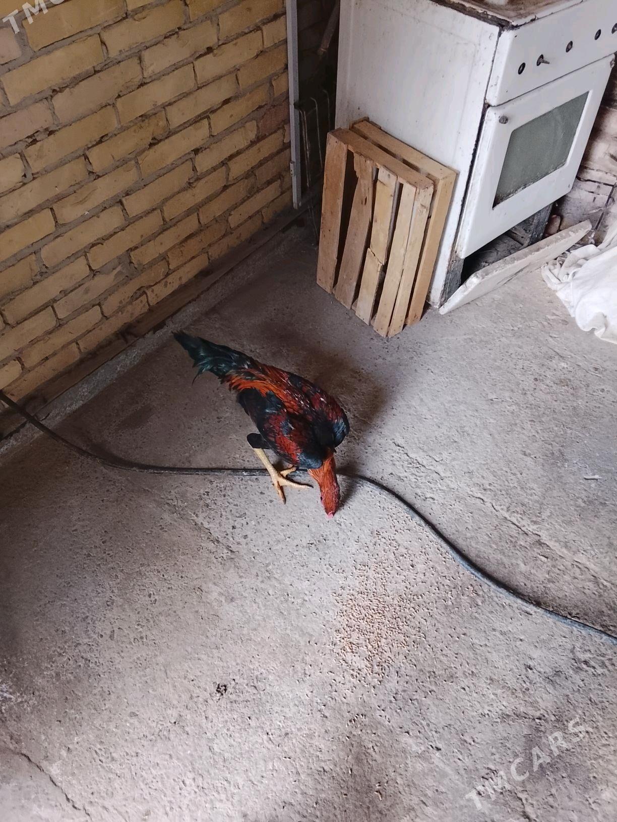 ady wetnam - Чарджоу - img 5