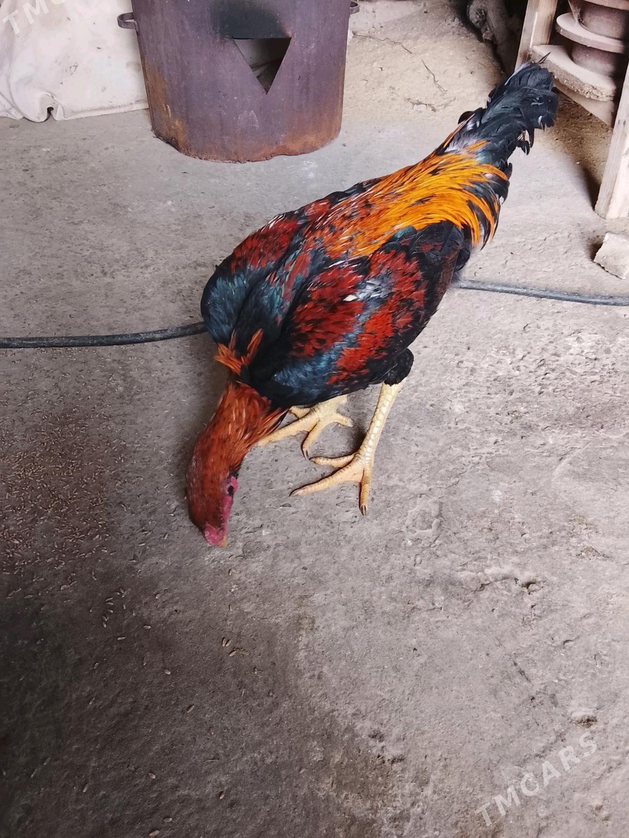 ady wetnam - Чарджоу - img 3