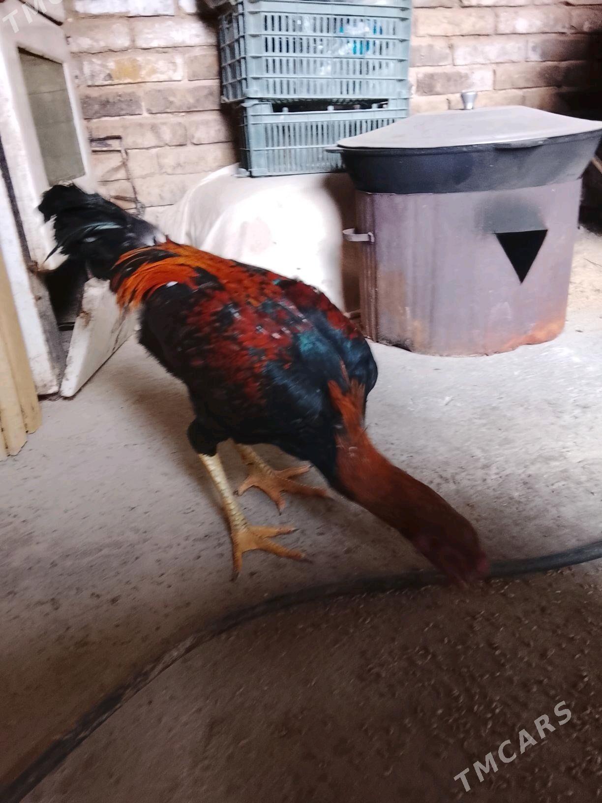 ady wetnam - Чарджоу - img 1