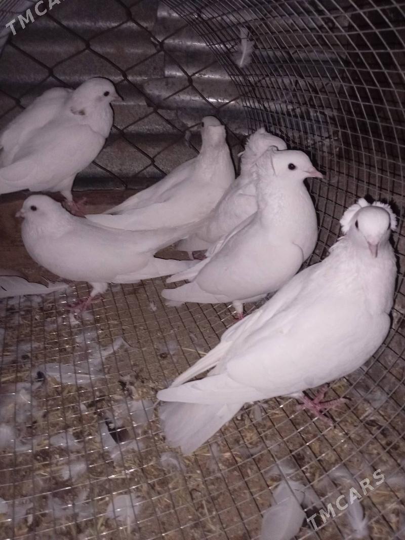 manah..kepderi - Бабадайхан - img 3