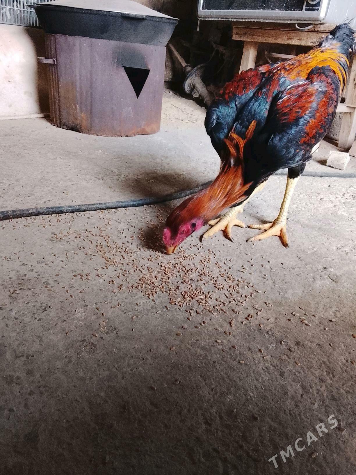 ady wetnam - Чарджоу - img 2