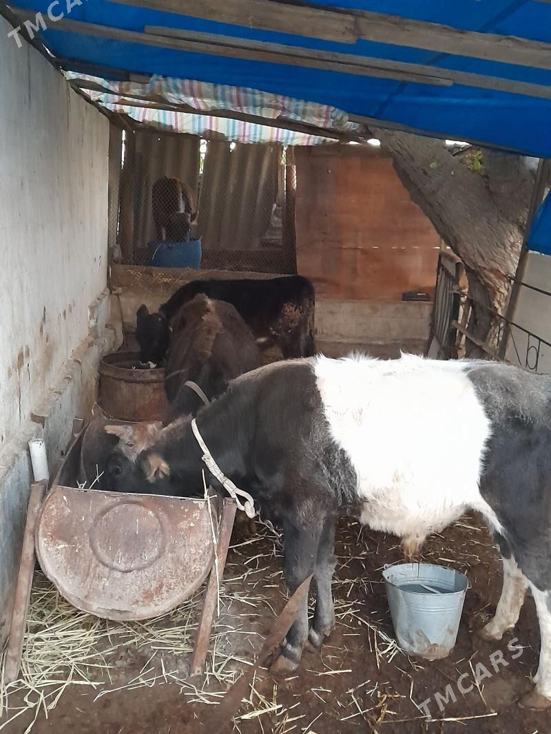 okuz - Bagyr - img 2