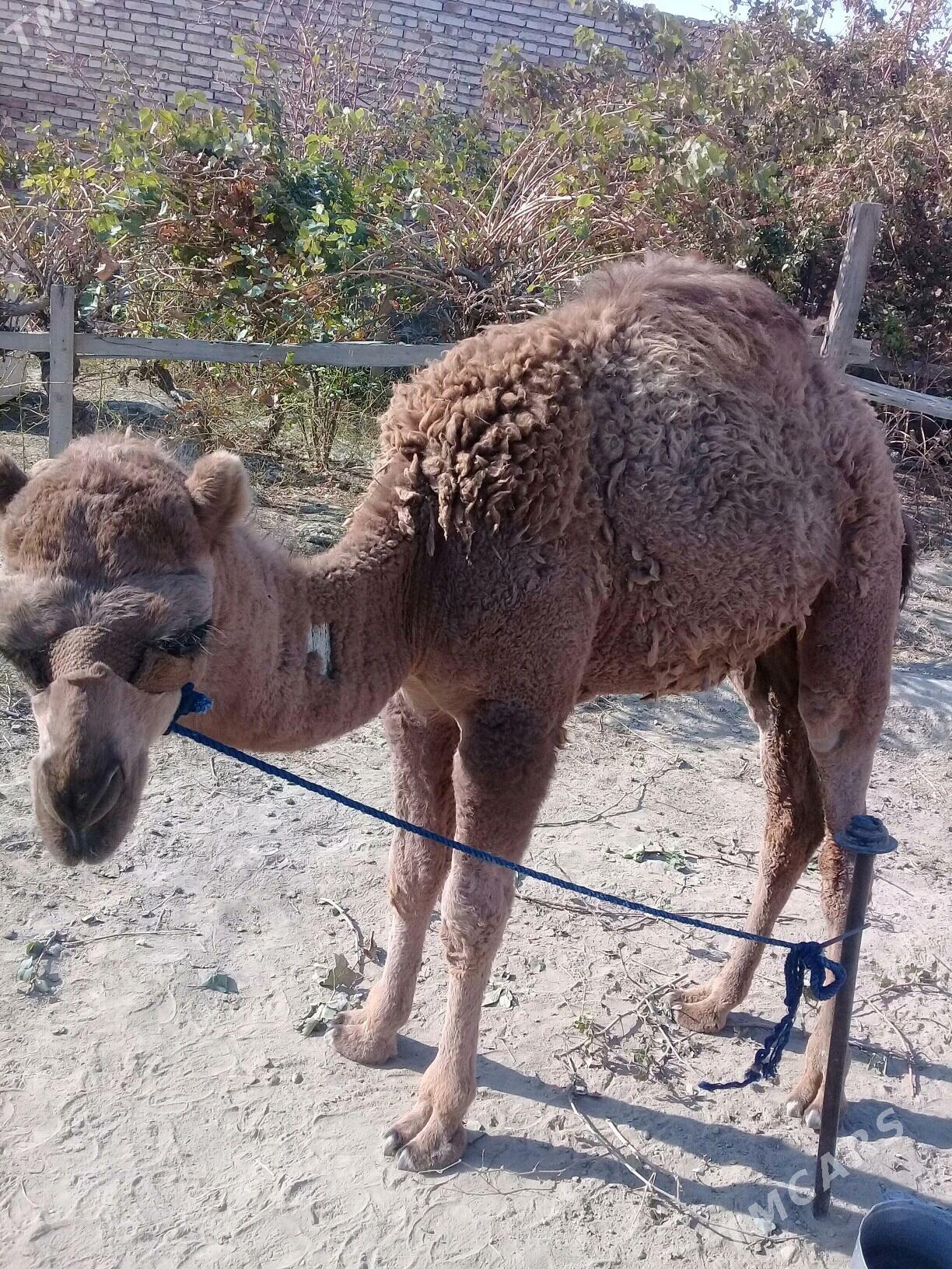 ogsuk - Bereket - img 1