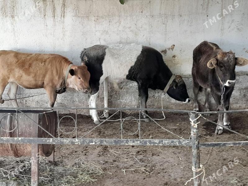 okuz - Bagyr - img 3