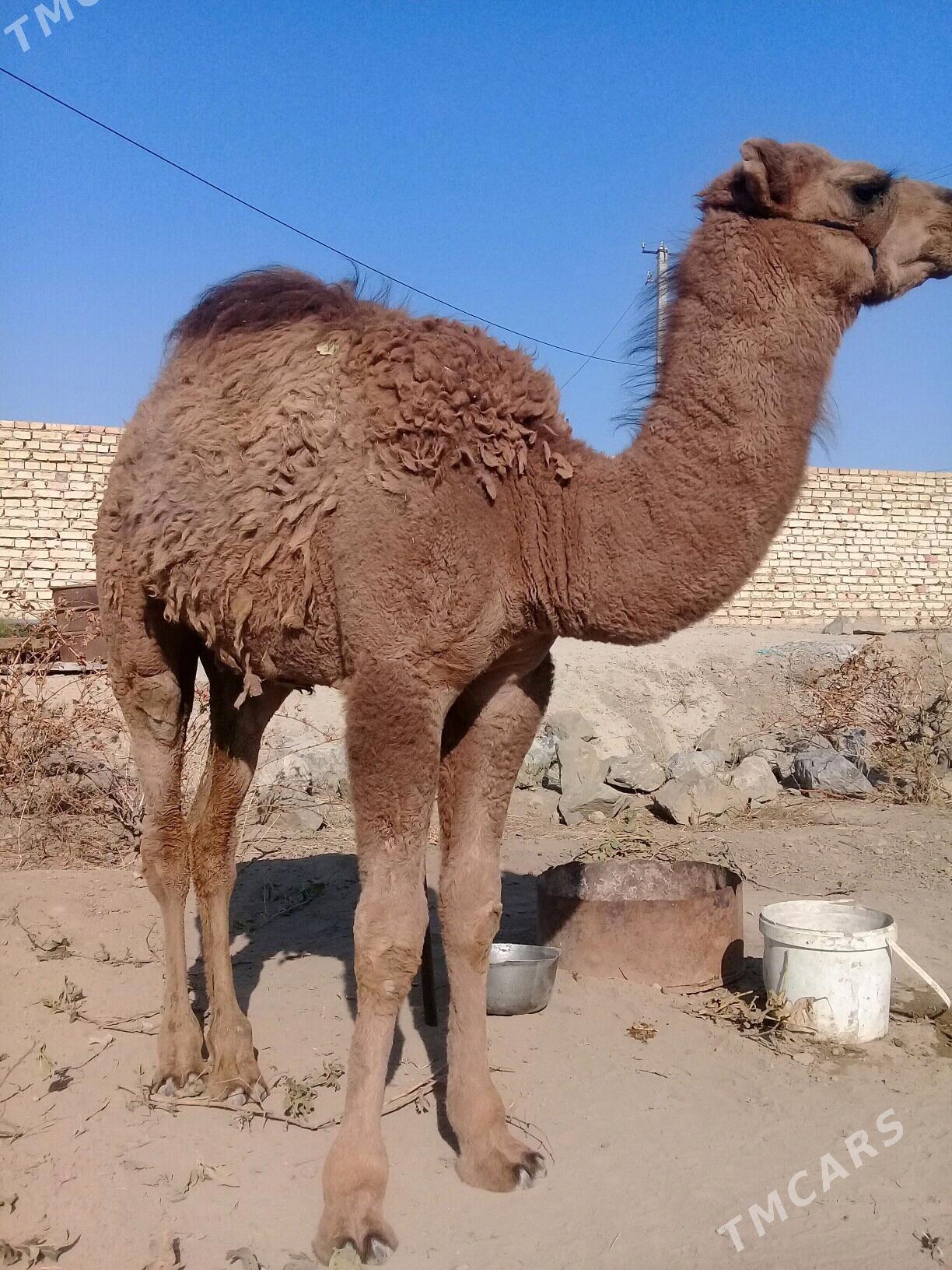 ogsuk - Bereket - img 2