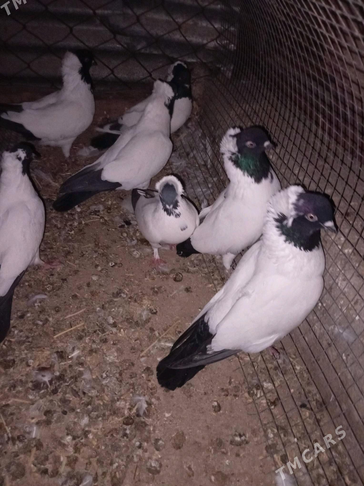 manah..kepderi - Бабадайхан - img 2