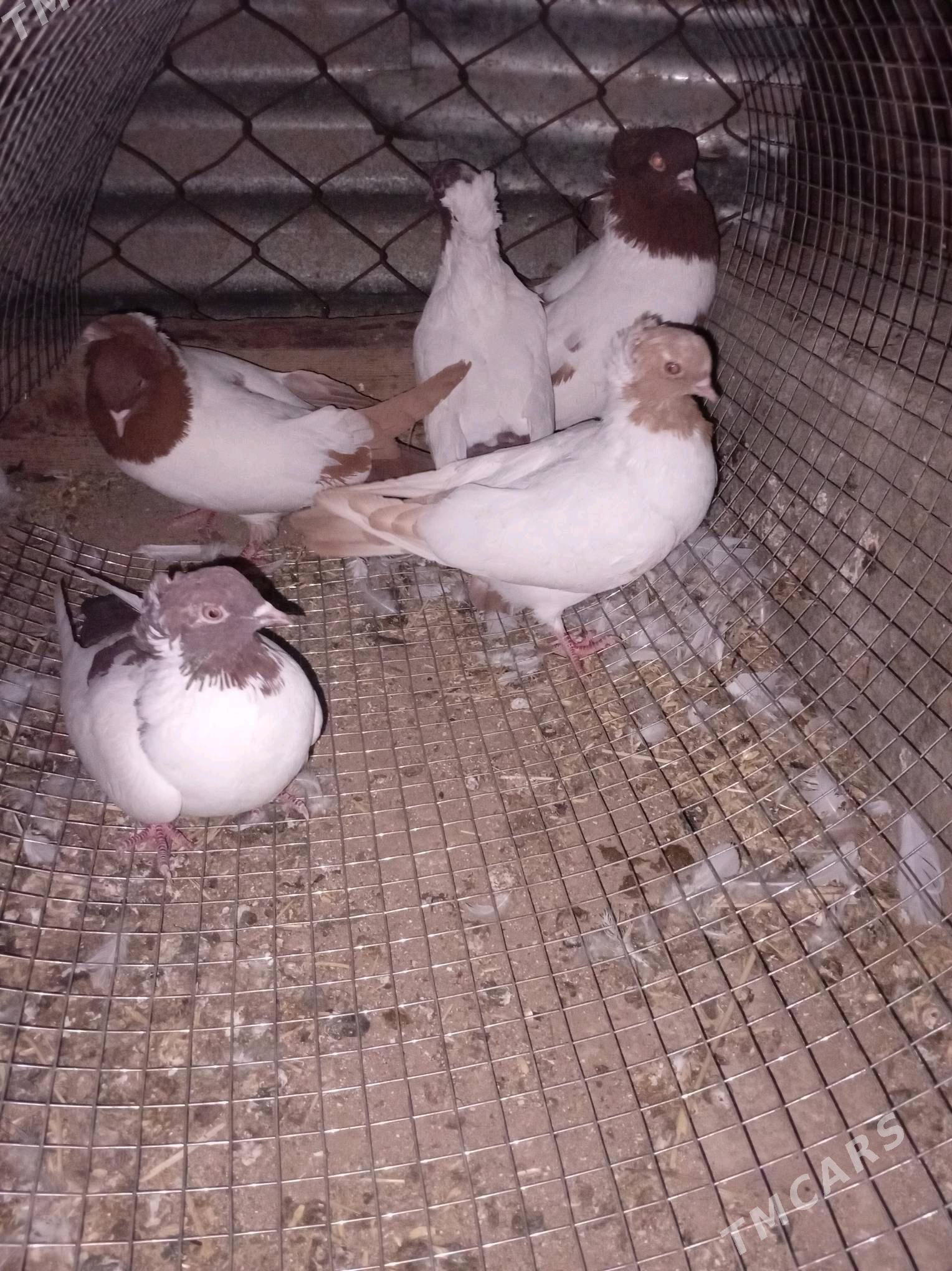 manah..kepderi - Babadaýhan - img 1