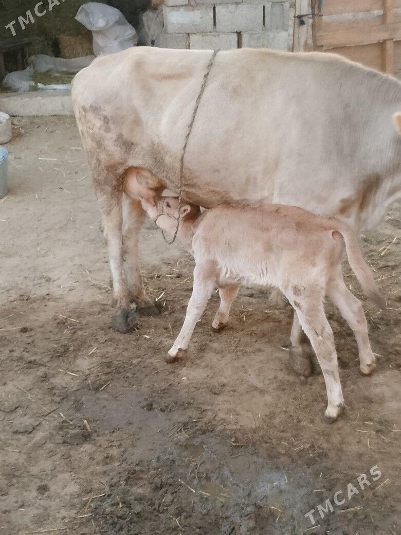 Göleli Sygyr - Чоганлы - img 3