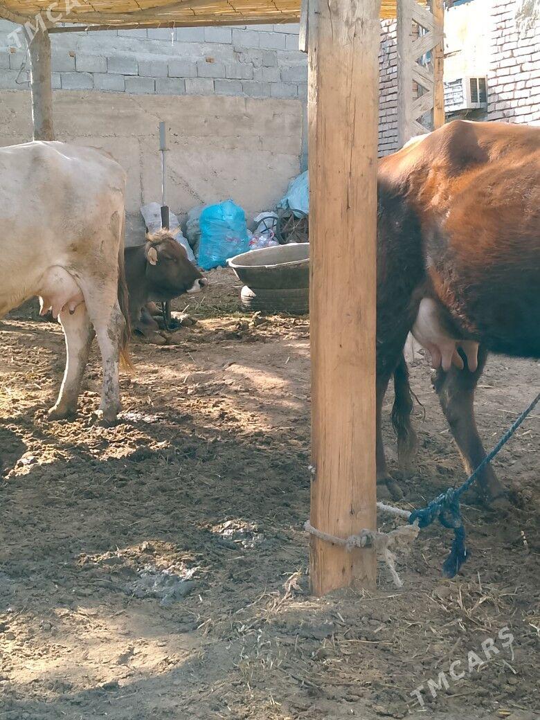 Göleli Sygyr - Чоганлы - img 4