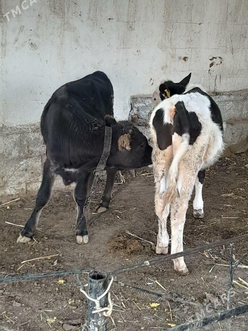 okuz - Багир - img 2