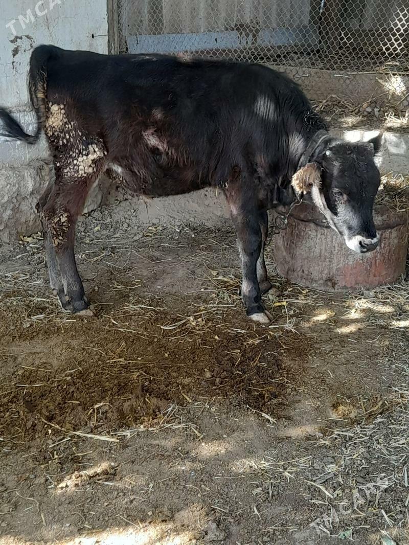 okuz - Багир - img 3