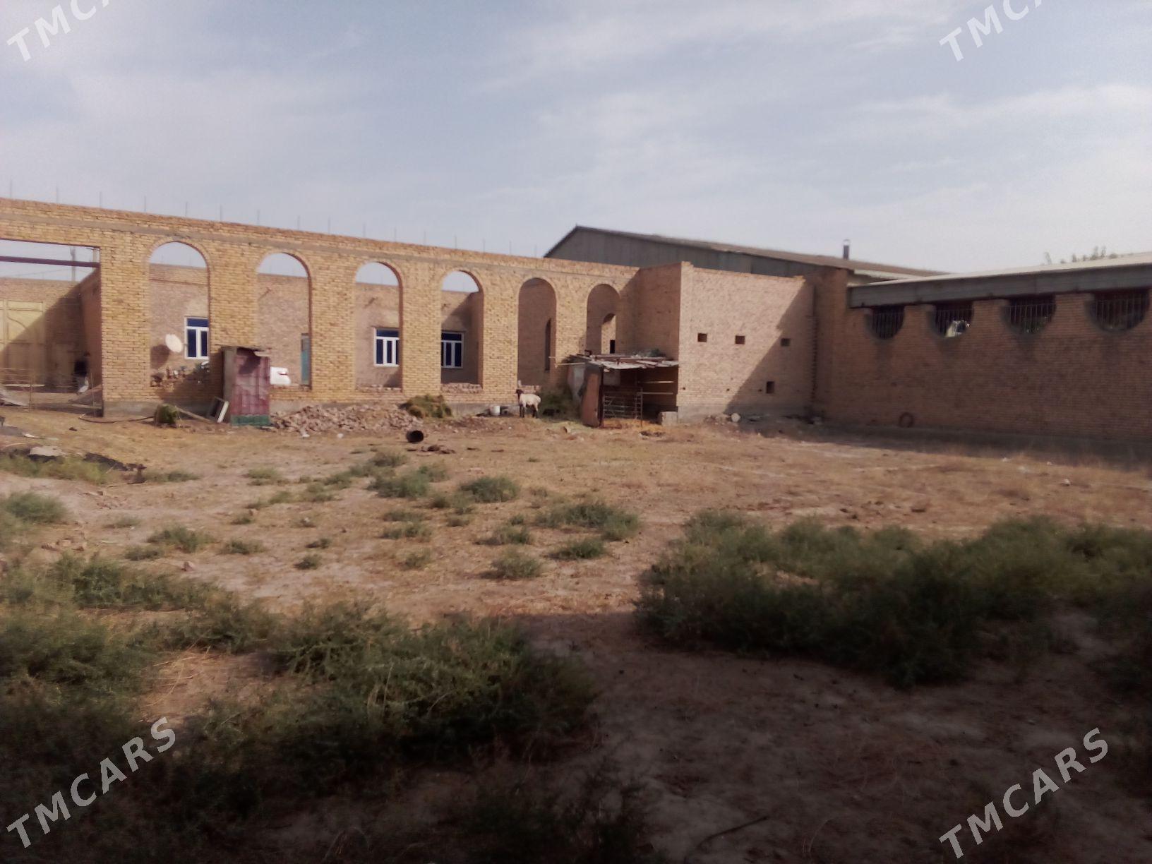 mellek jay - Туркменабат - img 5