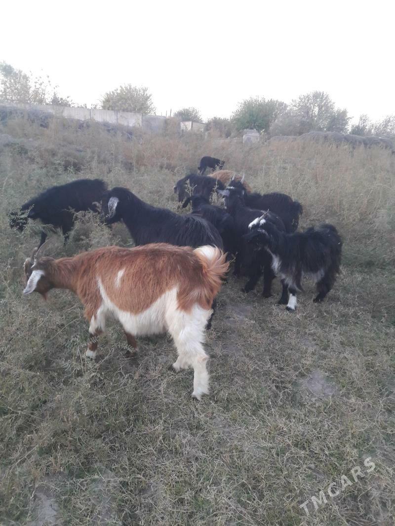 geci - Фарап - img 3