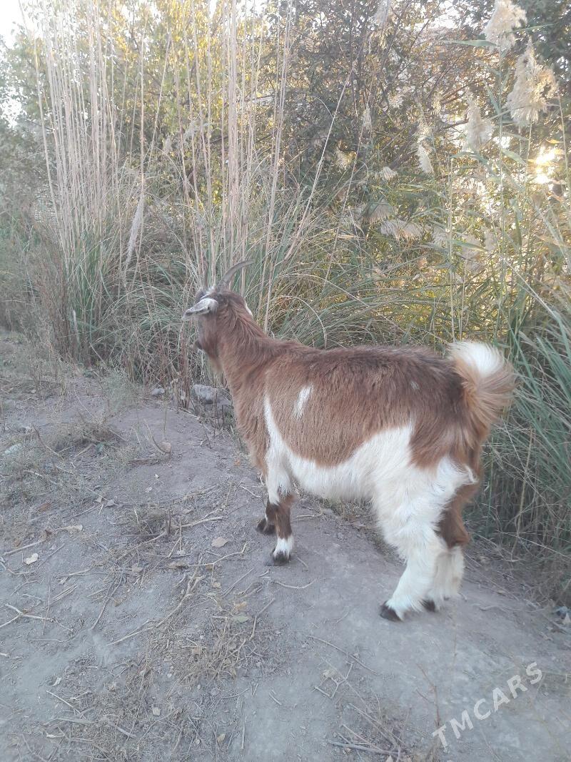 geci - Фарап - img 2