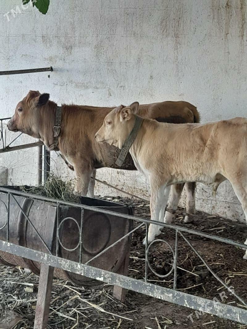 okuz tuwe - Ашхабад - img 1