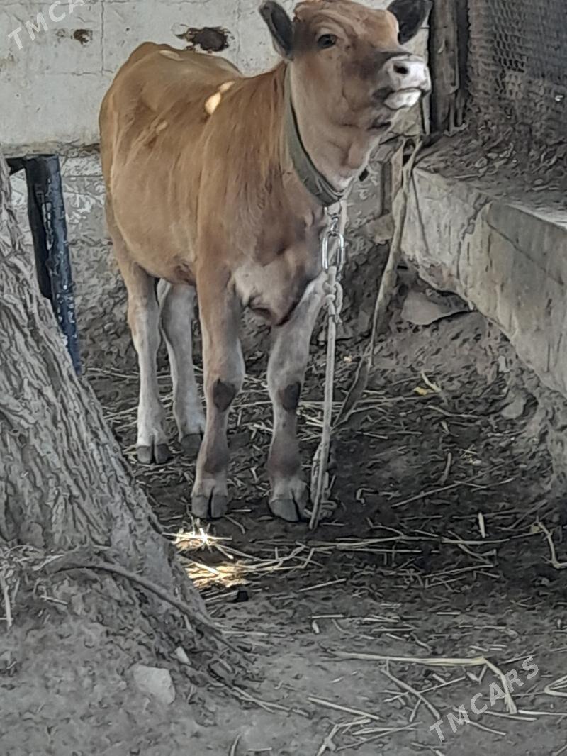 okuz tuwe - Ашхабад - img 3
